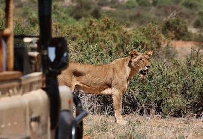 Pre and Post Conference Safaris