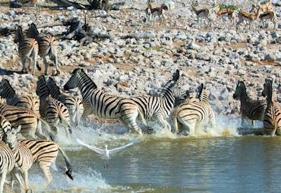 Etosha Park Lodges, Namibia Lodges