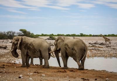 Etosha Safaris