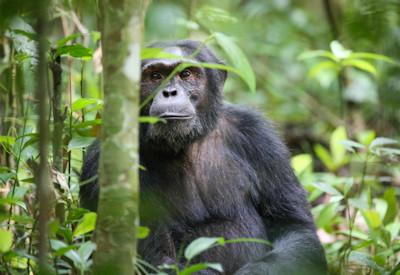 Kibale National Park Lodges