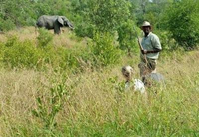 Kruger Park Safaris