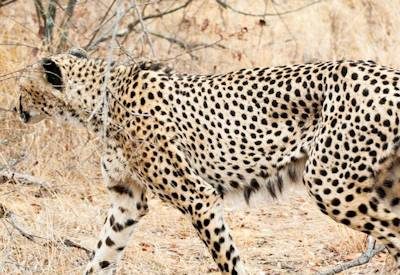 Kruger Photo Gallery