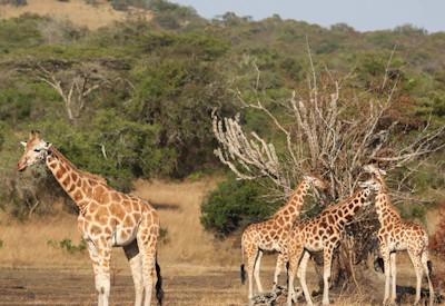 Lake Mburo National Park Lodges