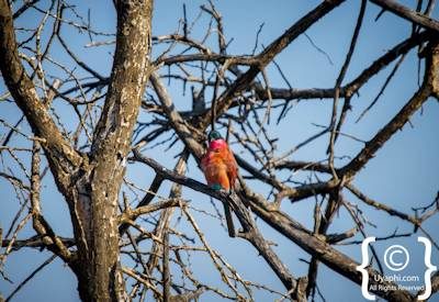 Madikwe Bird List, Madikwe Game Reserve