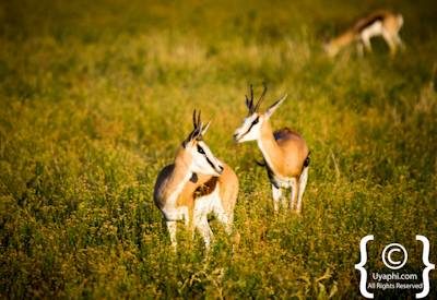 Madikwe Mammal List, Madikwe Game Reserve