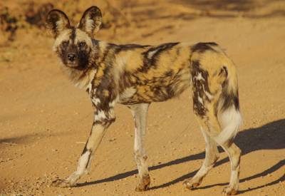 Madikwe Photo Galleries, Madikwe Travel Guide