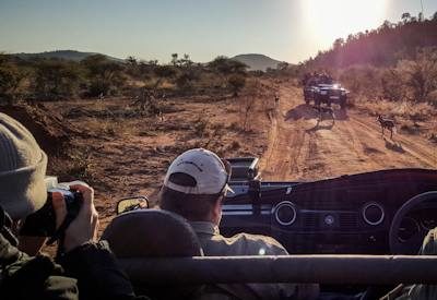 Madikwe Safaris, Madikwe Travel Guide