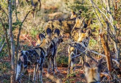 Madikwe Game Reserve