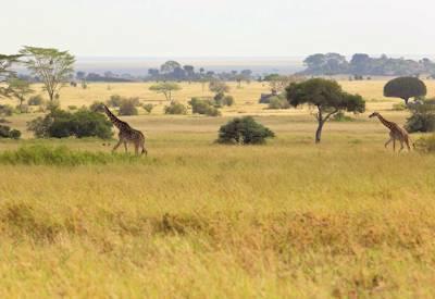 Malaria In Tanzania