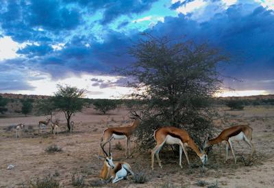 Northern Cape Travel Guide