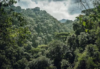 Nyungwe National Park Accommodation
