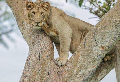 Queen Elizabeth National Park lodges