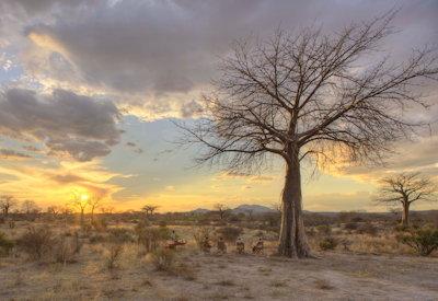 Ruaha Lodges