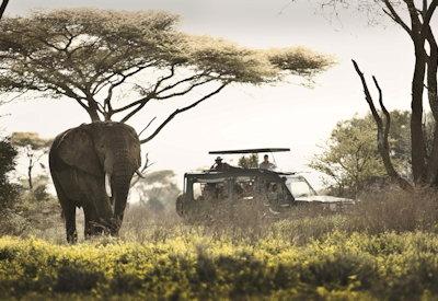 Tanzania Safaris