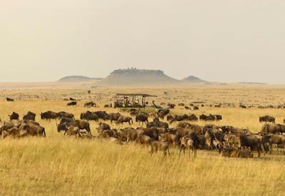 Serengeti Safari