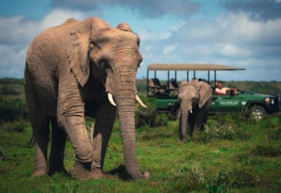 Shamwari lodges