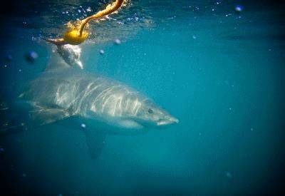 Great White Cage Diving