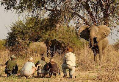 Luangwa Walking Safari