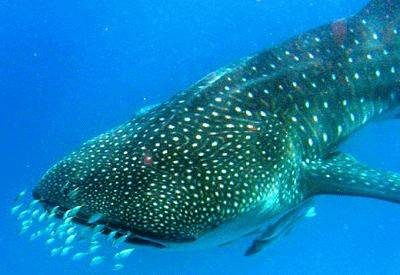 Swimming with Whale Sharks