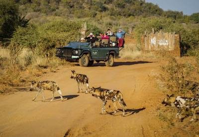 South Africa Safari Galleries