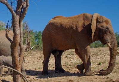 South Africa Safari Planner