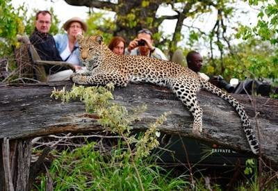 South Africa Safaris