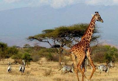 Tanzania Game Reserves