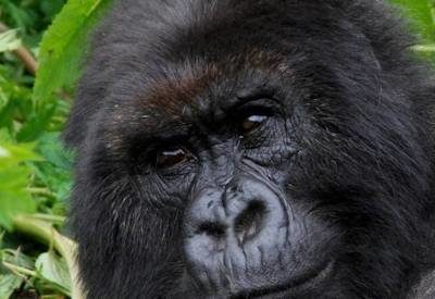 Uganda Safaris, Uganda Travel Guide
