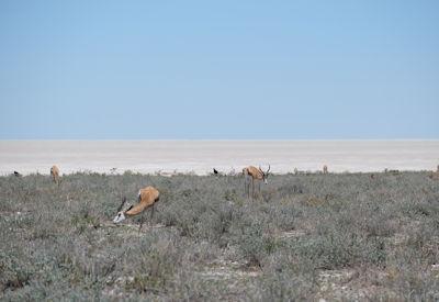 10 Reasons To Visit Etosha National Park