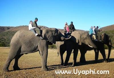 Addo Elephant Back Safari