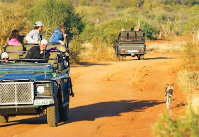 Best Madikwe Game Reserve Safari Itinerary
