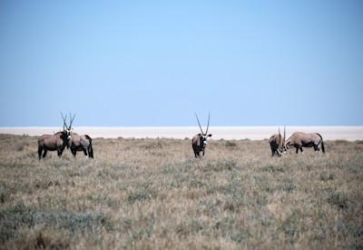 Best Places To Go In Namibia