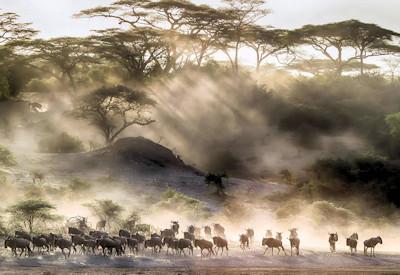Best Serengeti Lodges