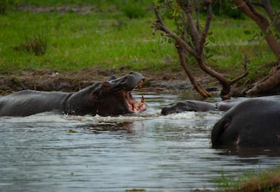 Is a 7-Day Safari Enough Time in Botswana