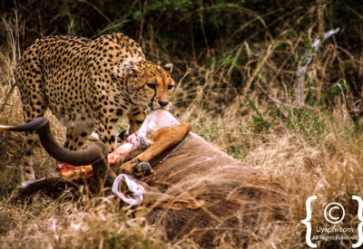 Death of a Cheetah