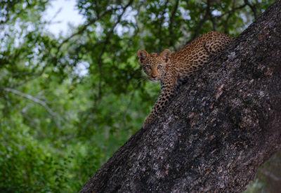 Kruger National Park Travel Bucket List
