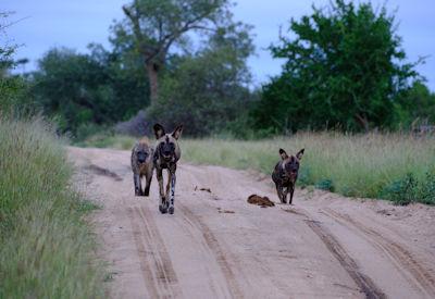  Kruger Game Reserves