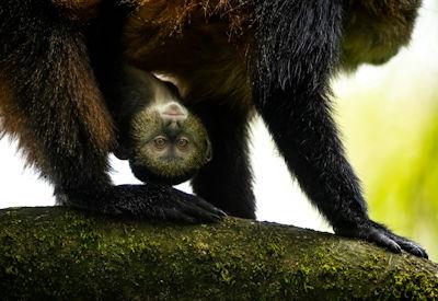 Rwanda Travel Bucket List