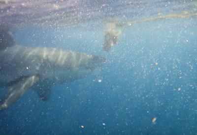 Shark Cage Diving Cape Town