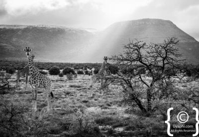 Samara Game Reserve Review