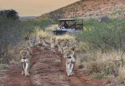 Luxury Safari Lodges in the Madikwe Game Reserve
