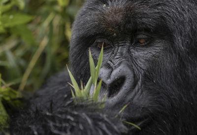 The Perfect Rwanda Honeymoon Safari