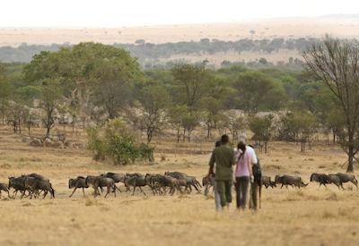 The Ultimate Guide to a Serengeti Safari