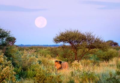 Central Kalahari Game Reserve