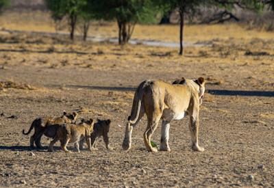 Kgalagadi Transfrontier Park