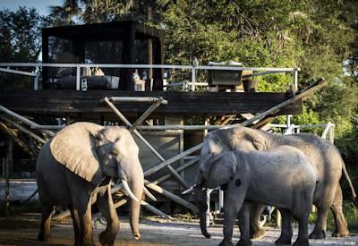 Wildlife from the camp viewing deck