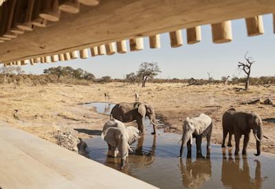 Botswana's Savute elephants