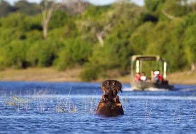 Wildlife safaris in the Linyanti