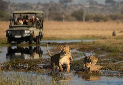 Savuti and Chobe wildlife