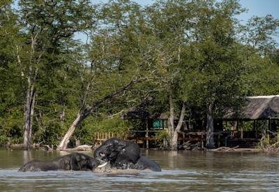 Khwai Reserve wildlife sightings